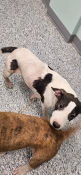 Chip -  Terrier Dog for Adoption in Athens, Tennessee - Chip | PetCurious