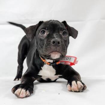 1073 (2026) Amelia -  Pit Bull Terrier and Mixed Breed Dog for Adoption in Parker, Colorado - 1073 (2026) Amelia | PetCurious