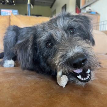 Rescue Terrier Dogs for Adoption in Marfa, Texas - Gabe | PetCurious