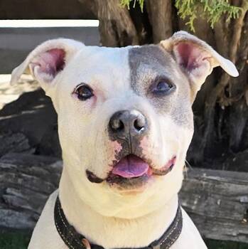 Beautiful Ms Babe - Petite Sweetie Pie -  Pit Bull Terrier Dog for Adoption in North Valley, New Mexico - Beautiful Ms Babe - Petite Sweetie Pie | PetCurious