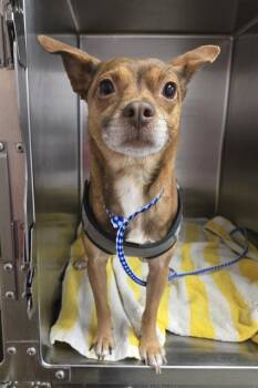 Rescue Mixed Breed Dogs for Adoption in Jacksonville, Florida - ACORN | PetCurious