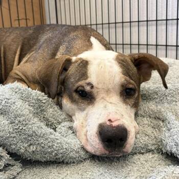 Ace -  Terrier and Mixed Breed Dog for Adoption in Marshall, Texas - Ace | PetCurious