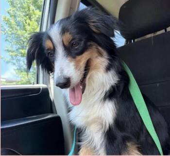 Mama -  Australian Shepherd Dog for Adoption in Fort Wayne, Indiana - Mama | PetCurious