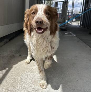 Border Collie Dogs Available for Adoption in Elko, Nevada - 60870615 | PetCurious