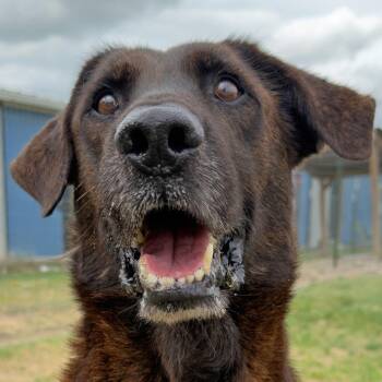 Squid -  Mixed Breed Dog for Adoption in Leander, Texas - Squid | PetCurious