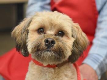 Turnip -  Poodle Dog for Adoption in Portland, Oregon - Turnip | PetCurious