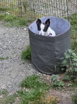 Chihuahua Dogs Available for Adoption - Milo | PetCurious