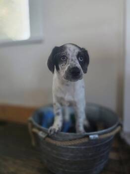 Sprinkles -  Labrador Retriever and Australian Cattle Dog Blue Heeler Dog for Adoption in New London, Wisconsin - Sprinkles | PetCurious