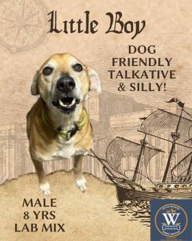 Little Boy aka Puppy Dog -  Labrador Retriever Dog for Adoption in Watauga, Texas - Little Boy Aka Puppy Dog | PetCurious