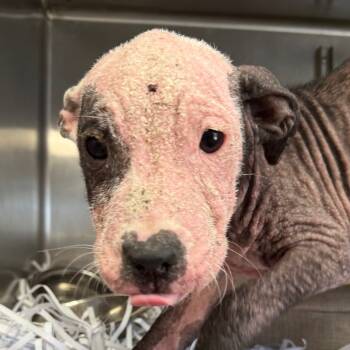 Rescue Pit Bull Terrier Dogs for Adoption in Mount Vernon, Arkansas - Pibbles | PetCurious