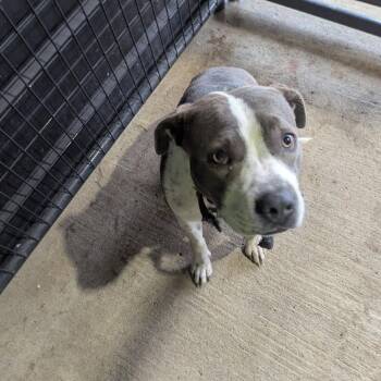 Pit Bull Terrier Dogs Available for Adoption in East St. Louis, Illinois - Lilyanna | PetCurious
