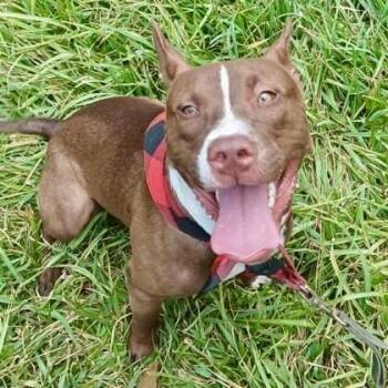 Lopie -  American Staffordshire Terrier and Mixed Breed Dog for Adoption in Houston, Texas - Lopie | PetCurious