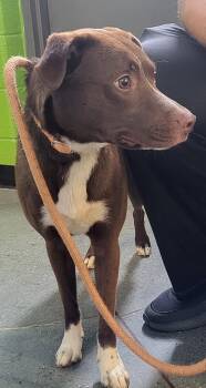 Shepherd Dogs Available for Adoption in Lawrenceville, Georgia - Ic 8c | PetCurious