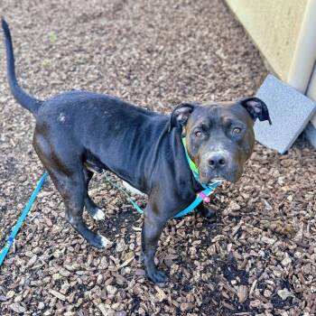 Pit Bull Terrier Dogs Available for Adoption in Oakland, California - Knight | PetCurious