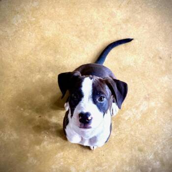 Mickey - AKA Earth -  Boxer and Pit Bull Terrier Dog for Adoption in Mooresville, Indiana - Mickey - AKA Earth | PetCurious