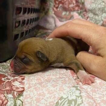 5 -  Mixed Breed Dog for Adoption in Gastonia, North Carolina - 5 | PetCurious