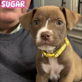 Rescue Labrador Retriever Dogs for Adoption in San Antonio, Texas - Sugar | PetCurious