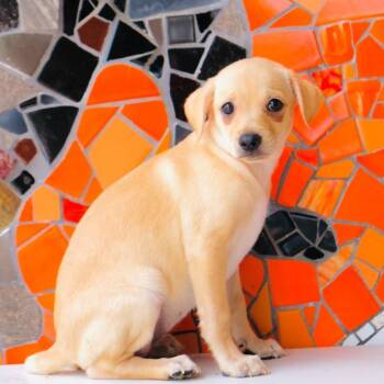 Brioche -  Beagle and Labrador Retriever Dog for Adoption in San Diego, California - Brioche | PetCurious