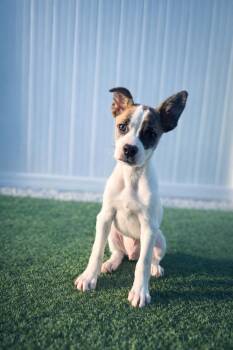 Arne -  Mixed Breed Dog Available for Adoption in Myrtle Beach, South Carolina - Arne | PetCurious