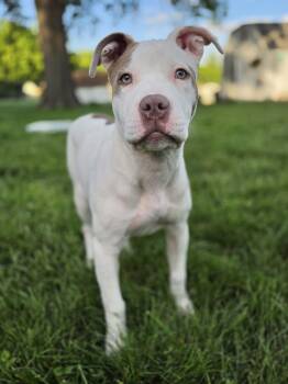 Terrier Dogs Available for Adoption - Elowen | PetCurious