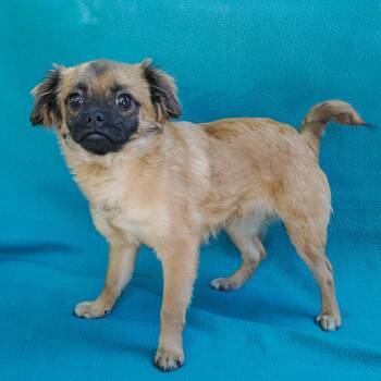 Pug and Mixed Breed Dogs Available for Adoption in Richmond, California - MUFFIN | PetCurious