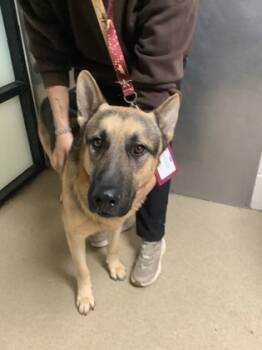 Rescue German Shepherd Dog and Mixed Breed Dogs for Adoption in Fort Worth, Texas - 59838152 | PetCurious