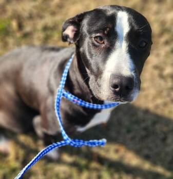 Labrador Retriever Dogs Available for Adoption - Aki | PetCurious