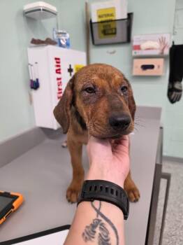 Taz -  Terrier Dog for Adoption in Athens, Tennessee - Taz | PetCurious