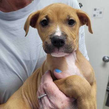 Rescue Retriever Dogs for Adoption in San Antonio, Texas - Jupiter | PetCurious