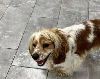 Cocker Spaniel Dogs Available for Adoption - Elvis | PetCurious