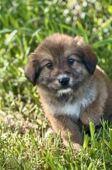 Goldendoodle Dogs Available for Adoption in Iron Ridge, Wisconsin - Ruby | PetCurious