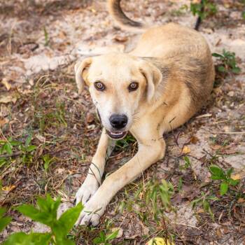 Honeybun -  Labrador Retriever and Feist Dog for Adoption in Hattiesburg, Mississippi - Honeybun | PetCurious