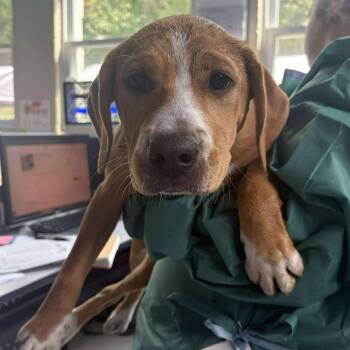 Rescue Mixed Breed Dogs for Adoption in Huntington, West Virginia - Soleil | PetCurious