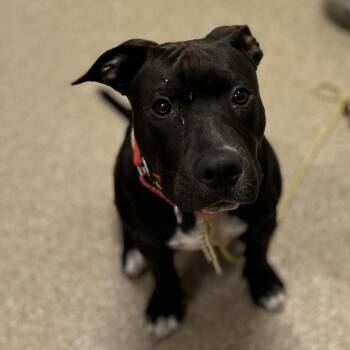 Smuckers -  Mixed Breed Dog for Adoption in League City, Texas - Smuckers | PetCurious