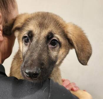 Hickory -  Shepherd Dog for Adoption in Walnutport, Pennsylvania - Hickory | PetCurious