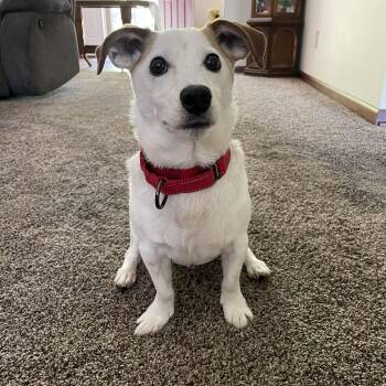 Nacho -  Jack Russell Terrier Dog for Adoption in Grafton, Ohio - Nacho | PetCurious