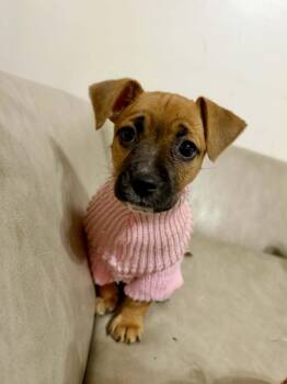 Jack Russell Terrier and Dachshund Dogs Available for Adoption in Gulfport, Mississippi - Mercy | PetCurious