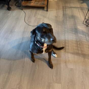 Lilo -  Mixed Breed Dog for Adoption in Lynchburg, Virginia - Lilo | PetCurious