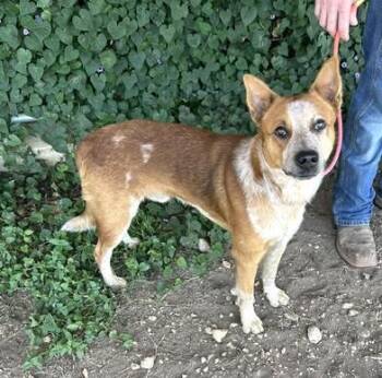 Ronan -  Australian Cattle Dog Blue Heeler Dog for Adoption in Bandera, Texas - Ronan | PetCurious