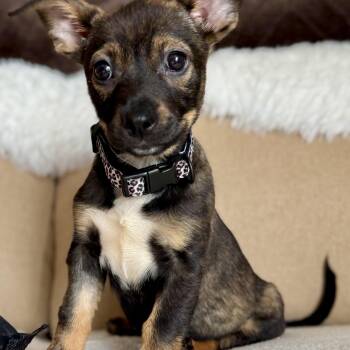 Chihuahua Dogs Available for Adoption in Park Forest, Illinois - Minnie | PetCurious