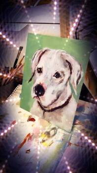 Ghost - Deaf special needs -  Pit Bull Terrier Dog for Adoption in Jerome, Idaho - Ghost - Deaf Special Needs | PetCurious