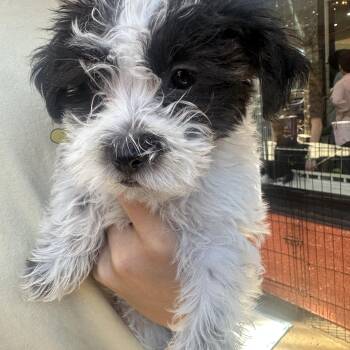 Oreo -  Schnoodle Dog for Adoption in Los Angeles, California - Oreo | PetCurious