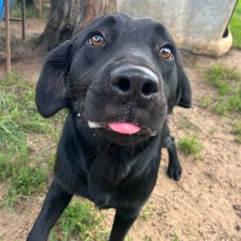 Foster Meda -  Labrador Retriever Dog for Adoption in Oswego, Illinois - Foster Meda | PetCurious