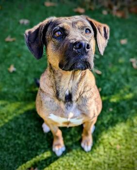 Rescue Black Mouth Cur and German Shepherd Dog Dogs for Adoption in Clyde, North Carolina - DESTY | PetCurious