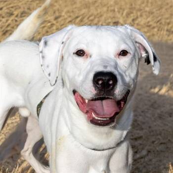 MILO -  Labrador Retriever and Pit Bull Terrier Dog for Adoption in St. Louis, Missouri - MILO | PetCurious