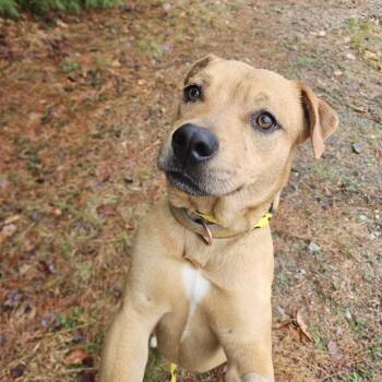 Mixed Breed Dogs Available for Adoption in Conway, New Hampshire - Caramel | PetCurious