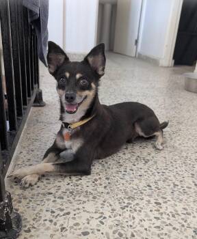 HUGO - great with cats and dogs -  Chihuahua and Terrier Dog for Adoption - HUGO - Great With Cats And Dogs | PetCurious