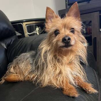 Yorkshire Terrier and Australian Terrier Dogs Available for Adoption in Pelham, New Hampshire - Brady | PetCurious