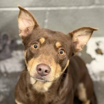 Nyla -  Chihuahua Dog for Adoption in Sacramento, California - Nyla | PetCurious
