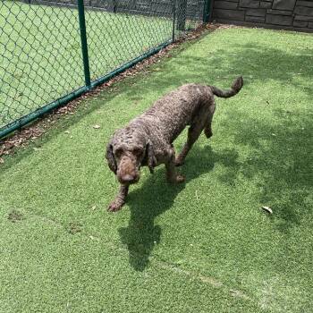 Ginny 1147 -  Poodle Dog for Adoption in Loxahatchee Groves, Florida - Ginny 1147 | PetCurious